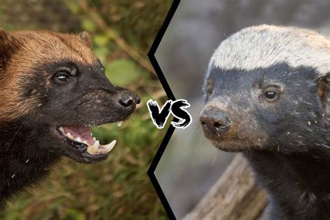Who Would Win The Fight Between A Honey Badger And A Wolverine