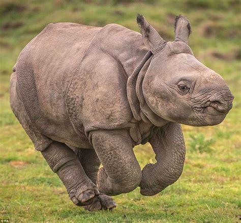 Adorable Baby Rhino Runs To Its Mother At Chester Zoo Chester Zoo