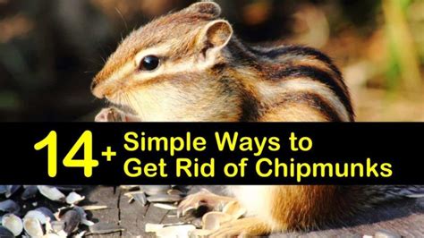 If You Want To Know How To Get Rid Of Chipmunks These Simple Tips Stop