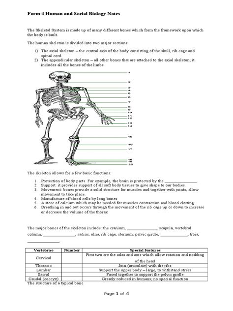 Csec Form 4 Human And Social Biology Notes Skeleton Bone