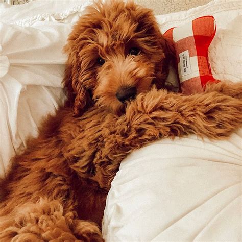 Red Mini Goldendoodle F1b Doodle Puppy Pup Dog Love Cute