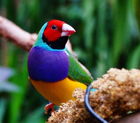 Gouldian Finch Pictures