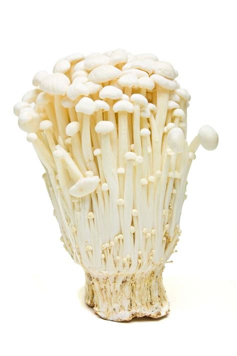 All The Types Of Edible Mushrooms Explained With Pictures