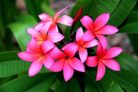Download Gambar Bunga Kamboja Beautiful Flower Pinterest