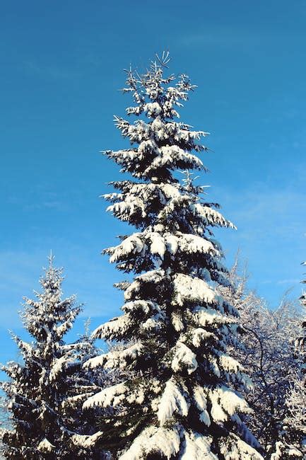 Snow Covered Pine Trees · Free Stock Photo