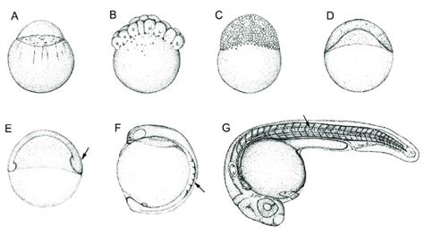 Figur E 1 Selected Stages Of Zebrafish Embryonic Development A