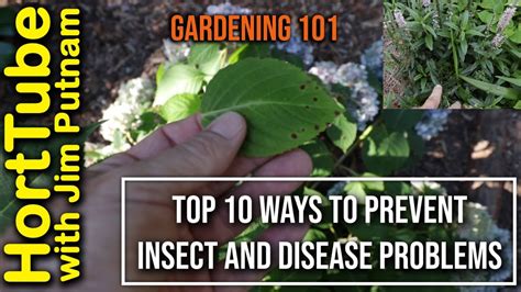 How To Prevent Insects And Diseases In The Garden🐛🐞 10 Ideas Youtube
