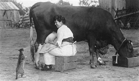 Woman Milking Her Cow And Giving Her Kitten A Squirt To Drink Old