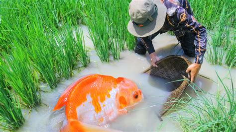 Top Amazing Giant Oranda Golden Fish Lucky Day Enjoy Finding And