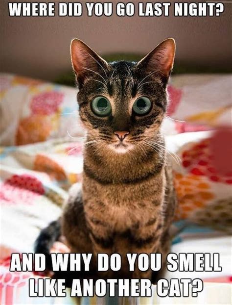 30 Hilarious Cat Memes Cat Memes Funny Pictures