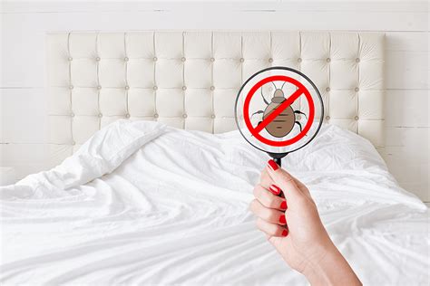 10 Myths About Bed Bugs Bug House Pest Control