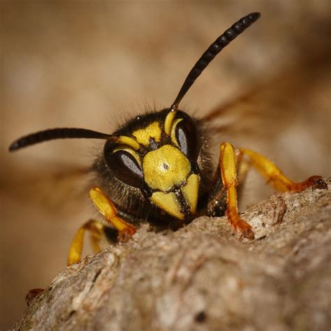 Wasp Head On Close Up Photograph By Izzy Standbridge Pixels