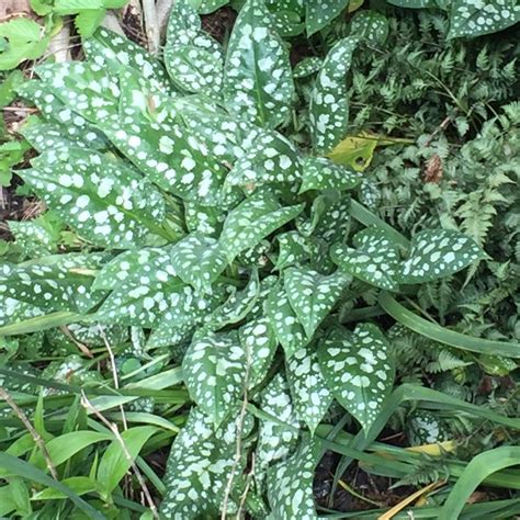 May 29, 2020 · we've rounded up the best perennial flowers and plants to grow this year — and all the years following — complete with their zone requirements, sunlight needs, and optimal blooming times. Cold Hardy Perennials Deer Don't Like: Choosing Deer ...