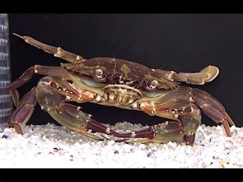 Shore Swimming Crab Charybdis Japonica Aquarium Movies Japan Archive