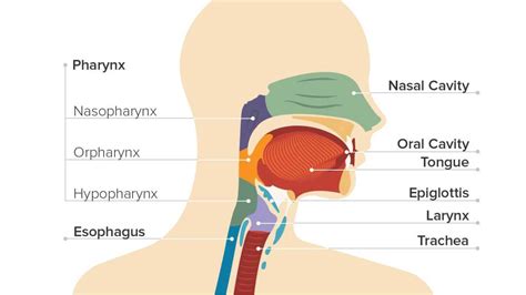 When they do appear, the most common symptom is dysphagia. Throat Cancer: Causes, Symptoms, and Diagnosis