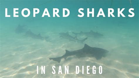 Leopard Sharks La Jolla Swimming With Sharks In San Diego Southern