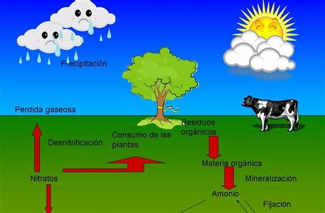 Ciclo Del Nitrogeno Dibandingkan