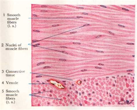 Microscopic view of smooth muscle. (Adopted from Atlas of Human Histology , by DiFiore, 3rd ...