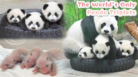 The Growing Up Diary Of The Only Giant Panda Triplets In The World