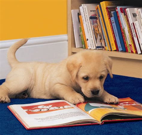 25 Animals Who Are Excited About Going Back To School