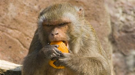 Cancer Drug Helps Lazy Monkeys Lose Weight