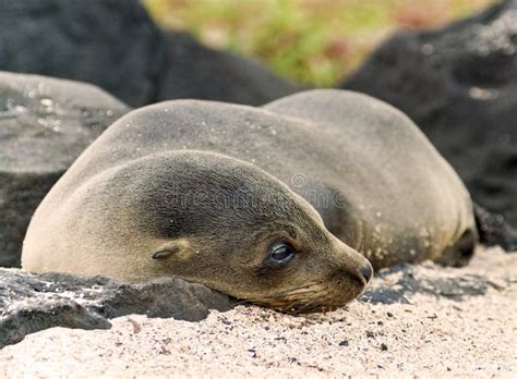 Sea Lion Cub Stock Image Image Of Wave Ecuador Innocent 22578311
