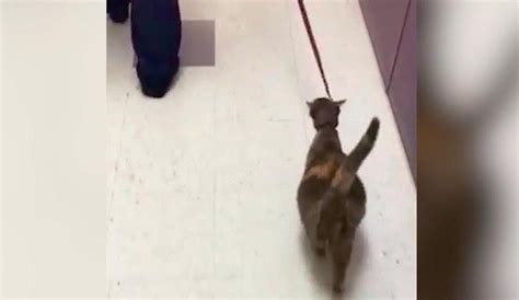 Very Pregnant Cat Arrives At Shelter And Whole Staff Falls In Love Cat