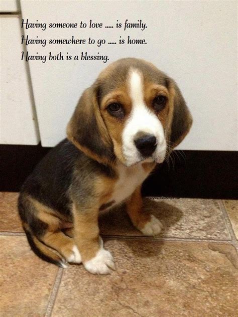 28 Best Images About Beagle Memes On Pinterest Beagles Ginger Cats