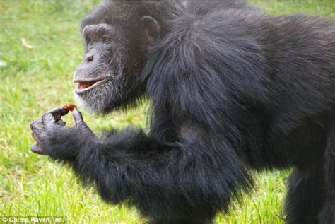 Us Fish And Wildlife Service Places Restrictions On Using Chimpanzees