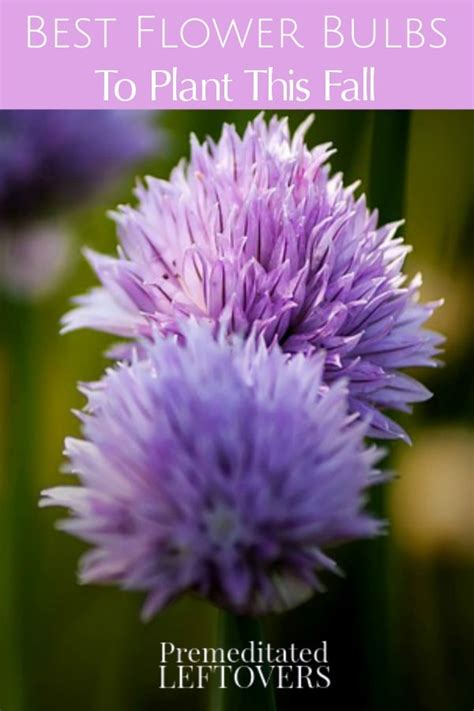 Best Flower Bulbs To Plant This Fall For Spring Flowers