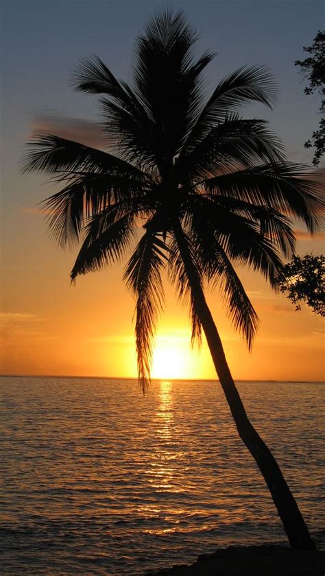 Sunset Palm Tree Palm Tree Sunset Palm Trees Beach Palm Trees Wallpaper