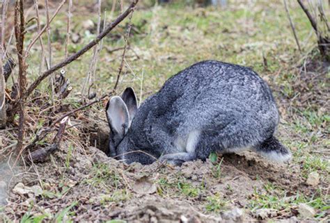 Why Do Rabbits Dig Holes — Rabbit Care Tips