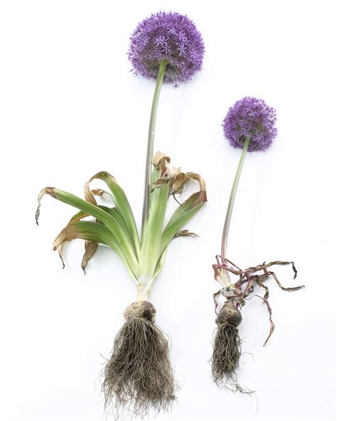 All About Alliums