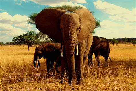 Kostenloses Foto Zum Thema Afrika Afrikanischer Elefant Der Welttrichter