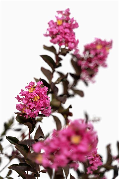 Shell Pink Black Diamond Crape Myrtles For Sale The Tree Center