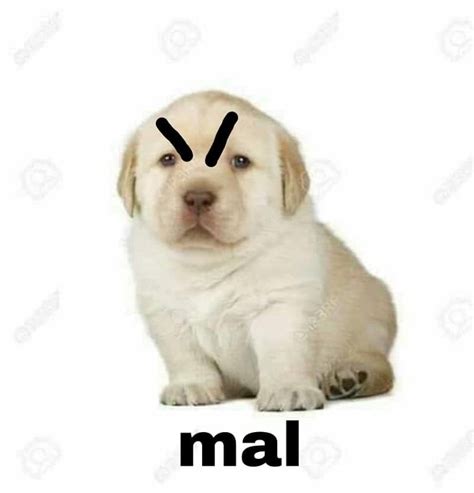 Pin De V En Expresión Memes De Perros Chistosos Memes De Animales