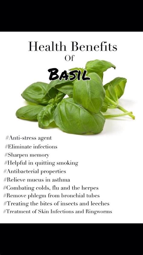 Health Benefits Of Basil Basil Health Benefits Health Hair Remedies