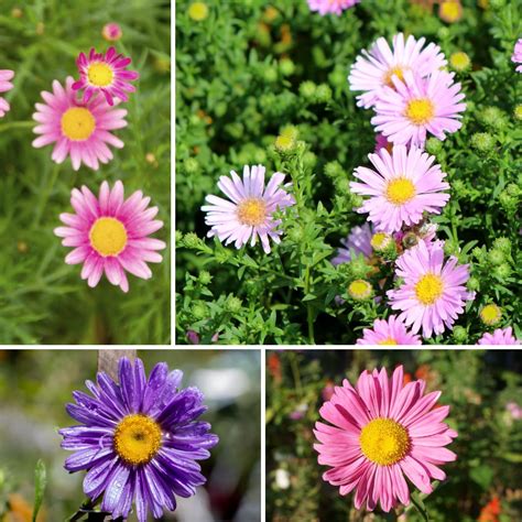 Aster Tall China Mix Seeds The Seed Collection