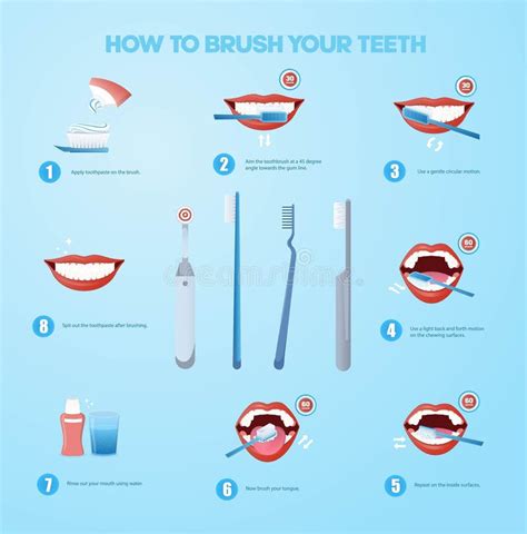 Brushing Teeth Infographic Stock Illustration Illustration Of Teeth