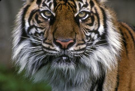 Endangeredsong Caption Sumatran Tiger At The Smithsonian Flickr