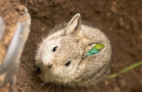 Theyre Ba Aack — Worlds Smallest Rabbits Fight Extinction