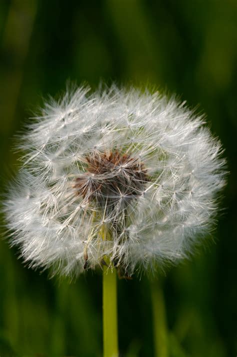 Dandelion Seed Head Flowers Wildlife Photography By Martin Eager