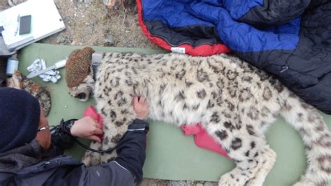 Why This Captured Snow Leopard Is Exciting Researchers Cnn