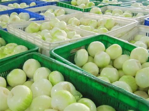 Iqf Onions Supplier