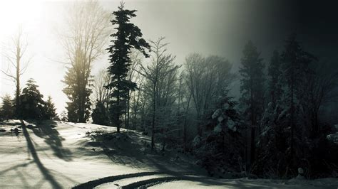 Wallpaper Wood Snow Trees Shadows Darkness Traces 2560x1440