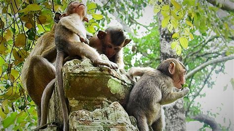 Super Funny Cute Baby Monkey Maciamari Polino And Maddix
