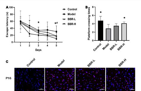 Figure From The Efficacy And Mechanism Of Berberine In Improving