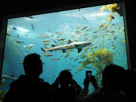 Bay Areas Best Aquariums 4 Top Places To Encounter Marine Life Bayarea