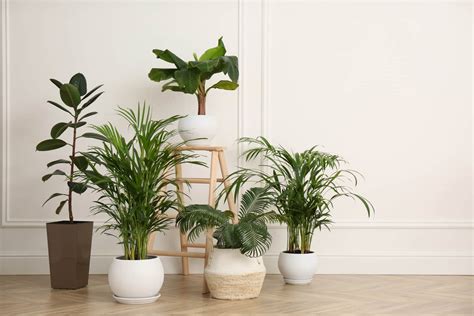 How To Grow The Best Indoor Plants Jeffries