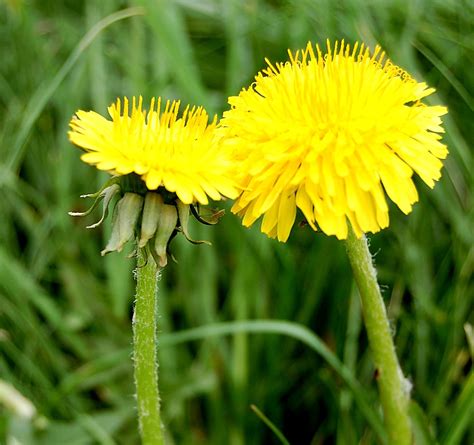 Taraxacum Densilobum Botanical Society Of Britain And Ireland